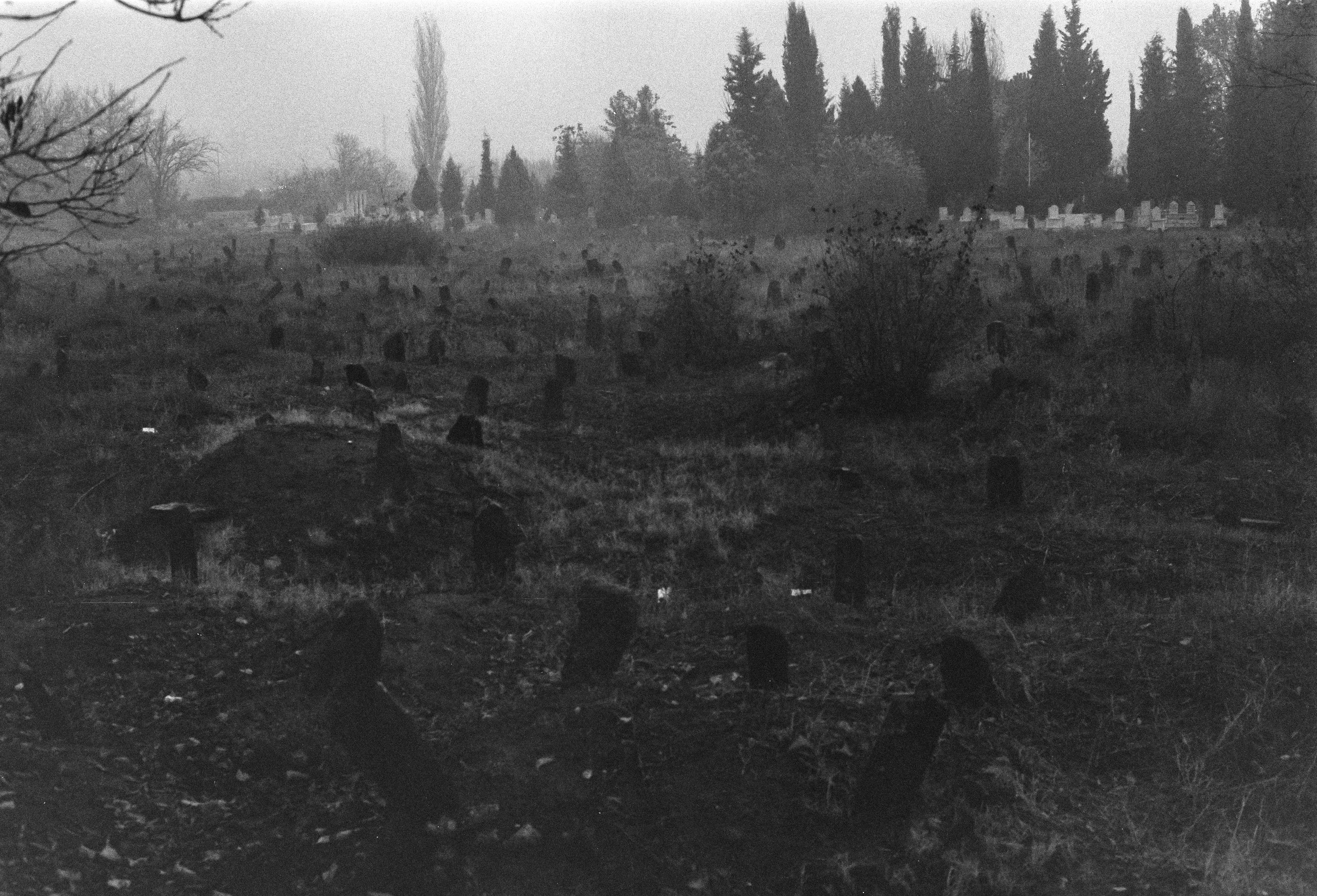 Cemetery with rows of headstones in a grassy area, trees in the background